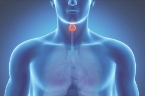 Схематичное расположение щитовидной железы в организме человека