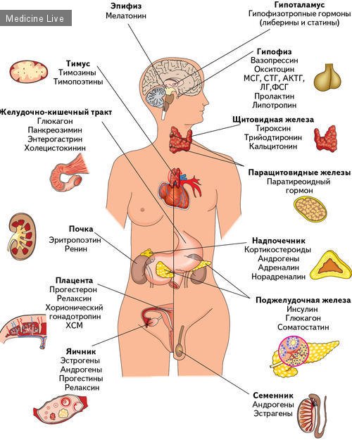 эндокринная система человека с гормонами